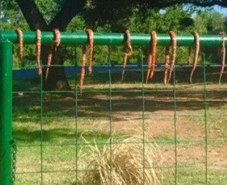 اخبار,اخبار گوناگون,کشتن مارهای سمی