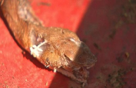 اخبار,اخبار گوناگون,کشتن مارهای سمی