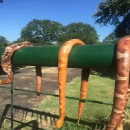 اخبار,اخبار گوناگون,کشتن مارهای سمی