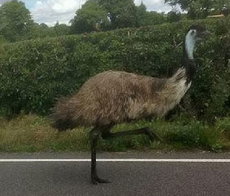 اخبار,اخبار گوناگون,کارتون میگ میگ