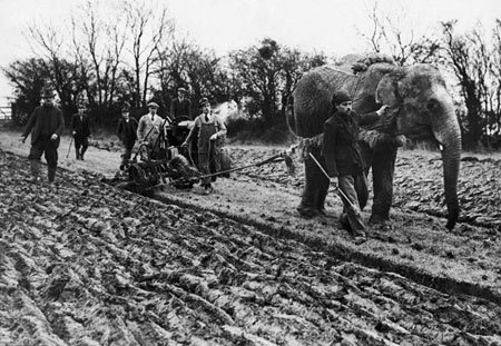 اخبار,اخبار گوناگون,شخم زدن زمین با فیل