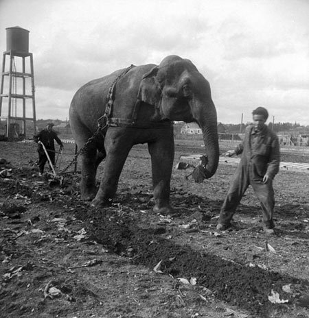 اخبار,اخبار گوناگون,شخم زدن زمین با فیل
