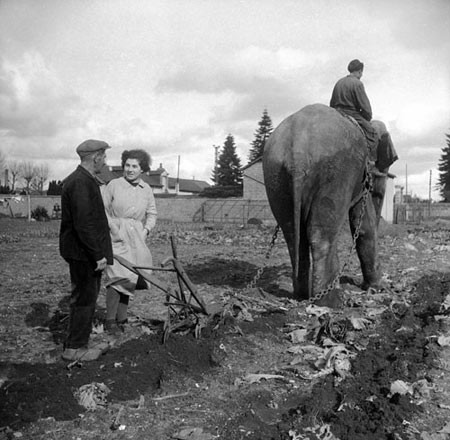 اخبار,اخبار گوناگون,شخم زدن زمین با فیل