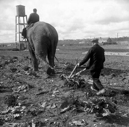 اخبار,اخبار گوناگون,شخم زدن زمین با فیل