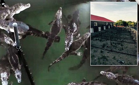 اخبار,اخبار گوناگون,سوسمار