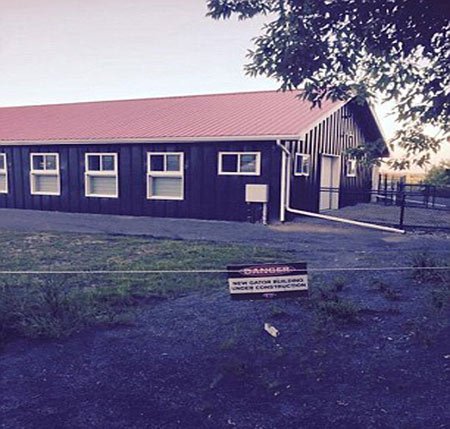 اخبار,اخبار گوناگون,سوسمار