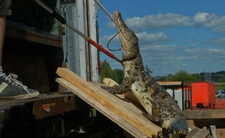 اخبار,اخبار گوناگون,سوسمار