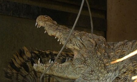 اخبار,اخبار گوناگون,سوسمار