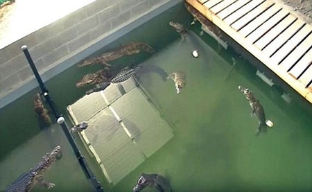 اخبار,اخبار گوناگون,سوسمار