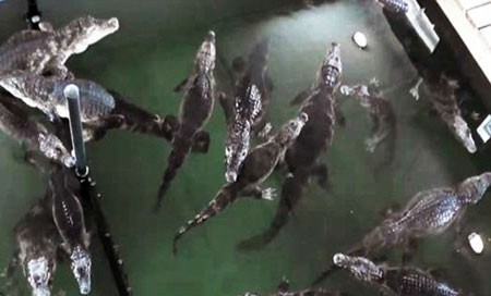 اخبار,اخبار گوناگون,سوسمار