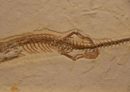 اخبار,اخبار گوناگون,مارهای دست و پادار