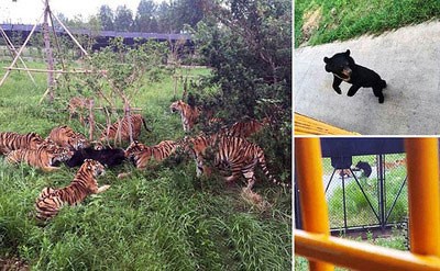 اخبار,اخبار گوناگون,شکار خرس توسط ببر