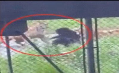 اخبار,اخبار گوناگون,شکار خرس توسط ببر