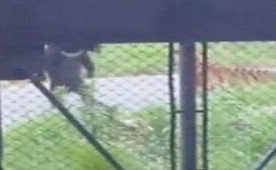 اخبار,اخبار گوناگون,شکار خرس توسط ببر