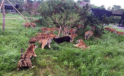 اخبار,اخبار گوناگون,شکار خرس توسط ببر