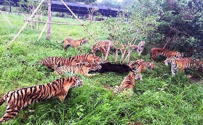 اخبار,اخبار گوناگون,شکار خرس توسط ببر