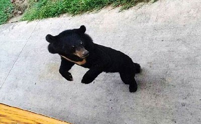 اخبار,اخبار گوناگون,شکار خرس توسط ببر