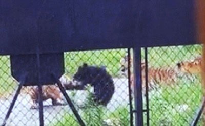 اخبار,اخبار گوناگون,شکار خرس توسط ببر