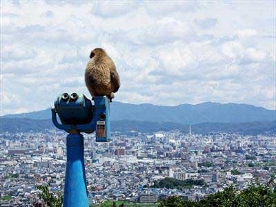 کیوتو دیدنی ترین شهر دنیا