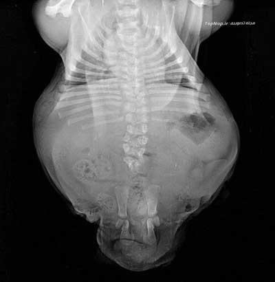 اخبار,اخبار گوناگون,بولداگ با نقص مادرزادی