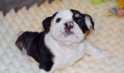 اخبار,اخبار گوناگون,بولداگ با نقص مادرزادی