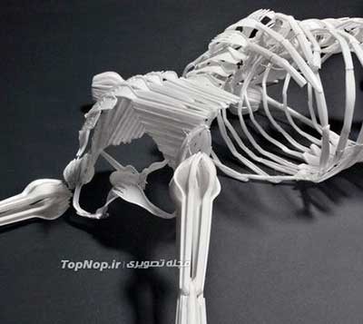 اخبار,اخبار علمی,اسکلت انسان اخبار,اخبار علمی,اسکلت انسان