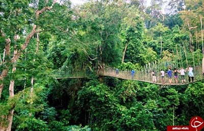 اخبار,اخبار گوناگون,پل