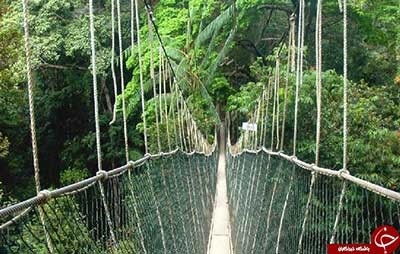 اخبار,اخبار گوناگون,پل