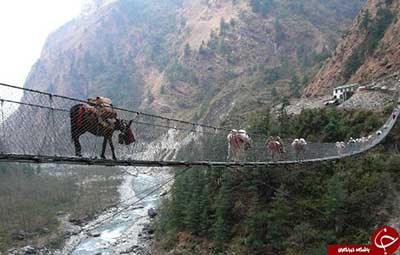 اخبار,اخبار گوناگون,پل