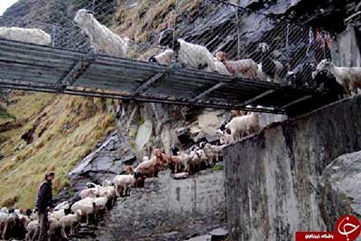 اخبار,اخبار گوناگون,پل