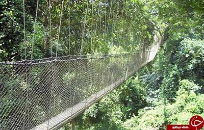 اخبار,اخبار گوناگون,پل