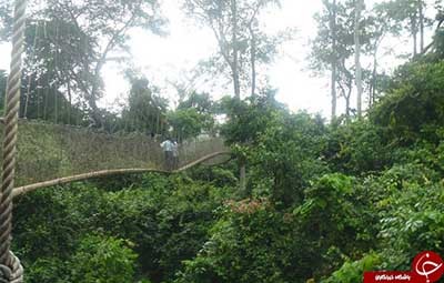 اخبار,اخبار گوناگون,پل