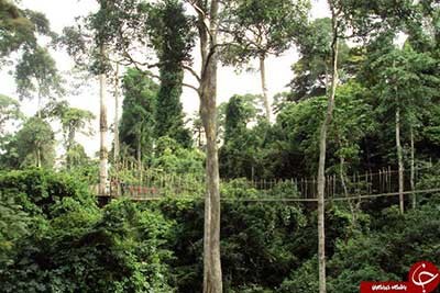 اخبار,اخبار گوناگون,پل