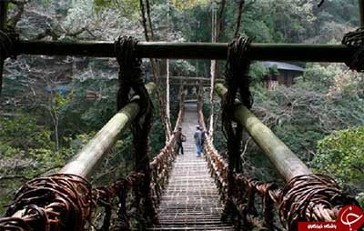 اخبار,اخبار گوناگون,پل