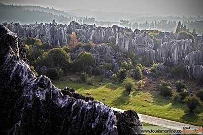 اخبار,اخبار  گوناگون ,جنگل سنگی 