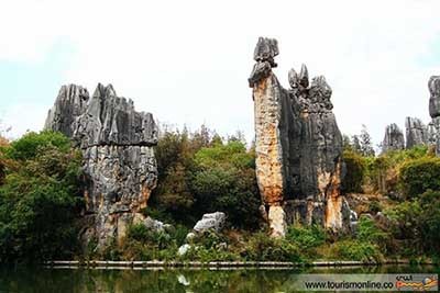 اخبار,اخبار  گوناگون ,جنگل سنگی 