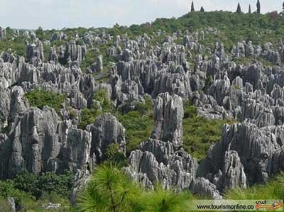 اخبار,اخبار  گوناگون ,جنگل سنگی 