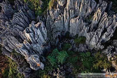 اخبار,اخبار  گوناگون ,جنگل سنگی 