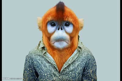 اخبار,اخبارگوناگون  , عکس پرسنلیِ حیواناتِ خوشتیپ 