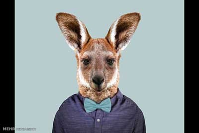 اخبار,اخبارگوناگون  , عکس پرسنلیِ حیواناتِ خوشتیپ 