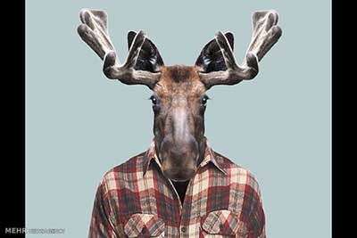 اخبار,اخبارگوناگون  , عکس پرسنلیِ حیواناتِ خوشتیپ 