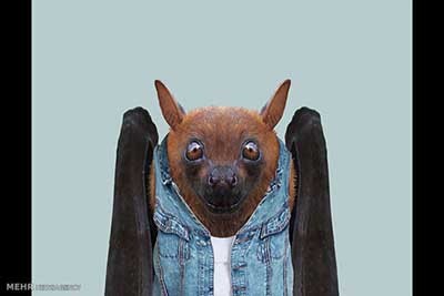 اخبار,اخبارگوناگون  , عکس پرسنلیِ حیواناتِ خوشتیپ 