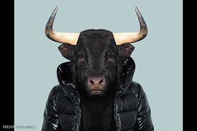 اخبار,اخبارگوناگون  , عکس پرسنلیِ حیواناتِ خوشتیپ 