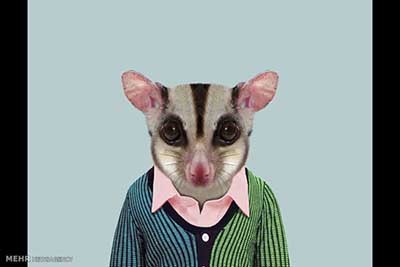 اخبار,اخبارگوناگون  , عکس پرسنلیِ حیواناتِ خوشتیپ 