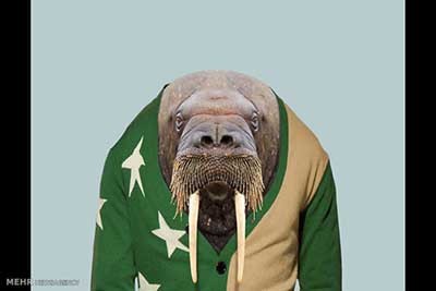 اخبار,اخبارگوناگون  , عکس پرسنلیِ حیواناتِ خوشتیپ 