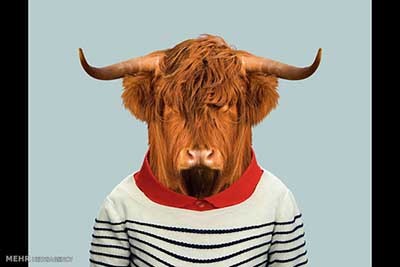 اخبار,اخبارگوناگون  , عکس پرسنلیِ حیواناتِ خوشتیپ 