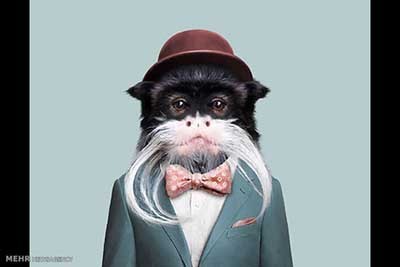 اخبار,اخبارگوناگون  , عکس پرسنلیِ حیواناتِ خوشتیپ 