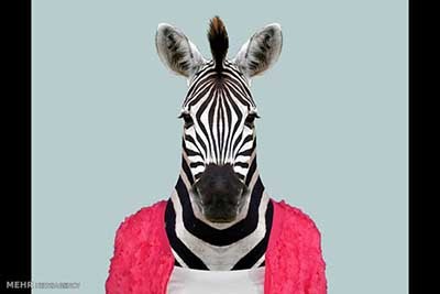 اخبار,اخبارگوناگون  , عکس پرسنلیِ حیواناتِ خوشتیپ 