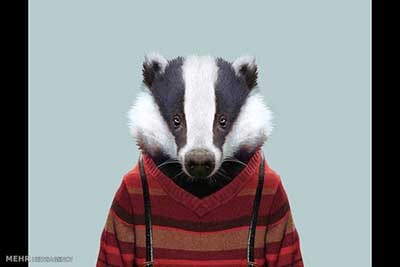 اخبار,اخبارگوناگون  , عکس پرسنلیِ حیواناتِ خوشتیپ 