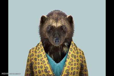 اخبار,اخبارگوناگون  , عکس پرسنلیِ حیواناتِ خوشتیپ 